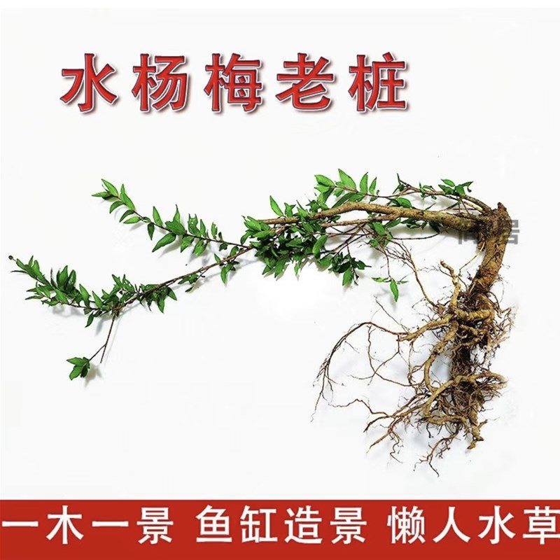 精品水杨梅老桩溪边红水栀子水培盆景鱼缸水陆缸造景绿植净化空气