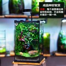 宠物树蛙角蛙生态造景缸创意桌面苔藓微景植物瓶绿植盆栽玻璃盆景
