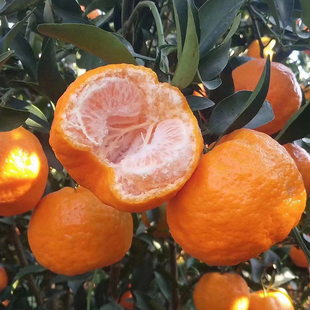 云南宾川椪柑新鲜水果当季黄皮柑橘桔子现摘蜜桔芦柑整箱包邮