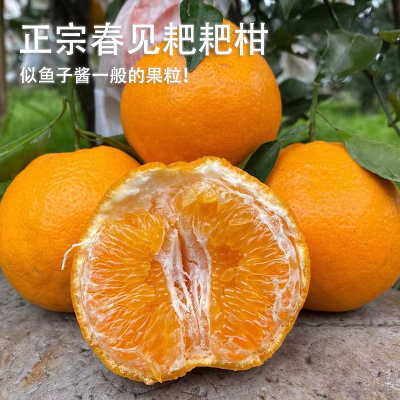 正宗四川春见耙耙柑新鲜水果当季无籽柑橘桔子现摘现整箱包邮,水产肉类/新鲜蔬果/熟食,桔子,淘宝优惠券,粉丝福利购,淘宝优惠卷