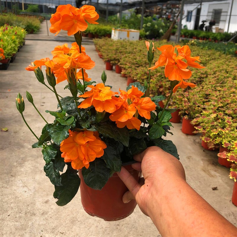 阳台庭院宿根多年生开花木本植物鸟尾花盆栽花期好养耐热原土发货