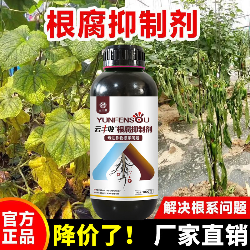 正品云丰收根腐抑制剂抗重茬猝倒黄叶死棵生根活化土壤厂家直销 - 实物图