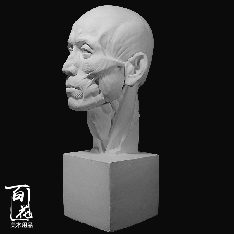 农民肌肉渔民解剖石膏像美术写生教具静物绘画素描石膏头像雕塑