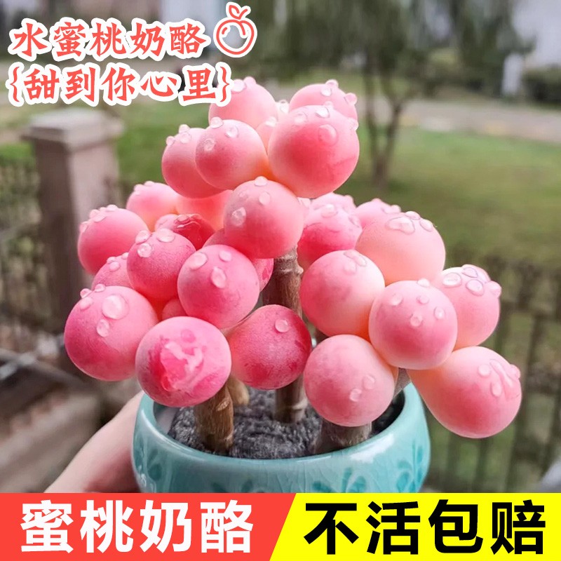 精品奶酪多肉植物室内盆栽高端汤圆桃蛋小肉肉花卉绿植物养易活