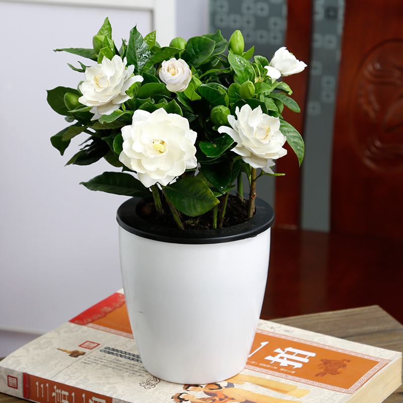 重瓣大叶栀子花盆栽花浓香四季养室内阳台庭院观花卉办公客厅