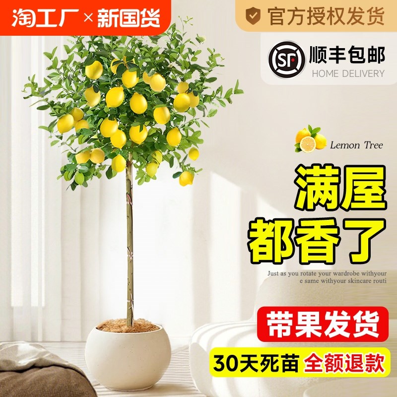 香水柠檬树盆栽客厅大型绿植室内果树带果植物四季好养花卉阳台