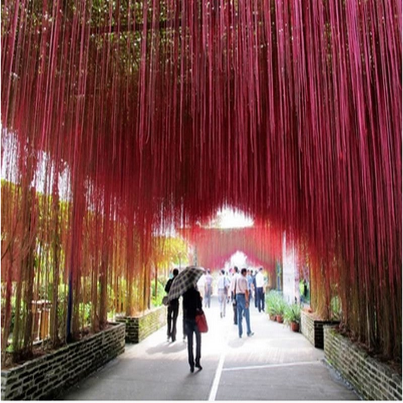 一帘幽梦盆栽/锦屏藤/蔓地榕/珠帘藤苗/富贵帘龙须草爬藤绿植