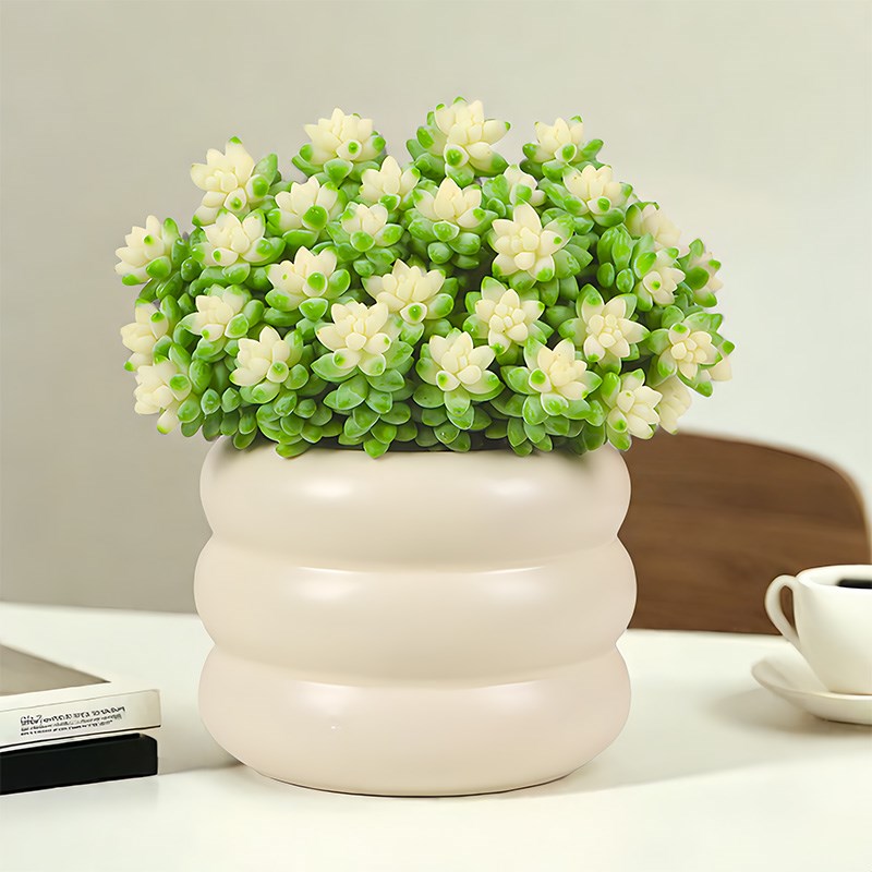 多肉植物雪花玉坠锦室内养盆栽办公室桌面花卉绿植送老师幼儿园