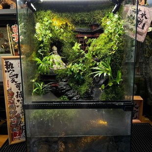 古殿佛說成品雨林缸熱帶植物全自動苔蘚微景觀若水植覺景觀苔蘚微