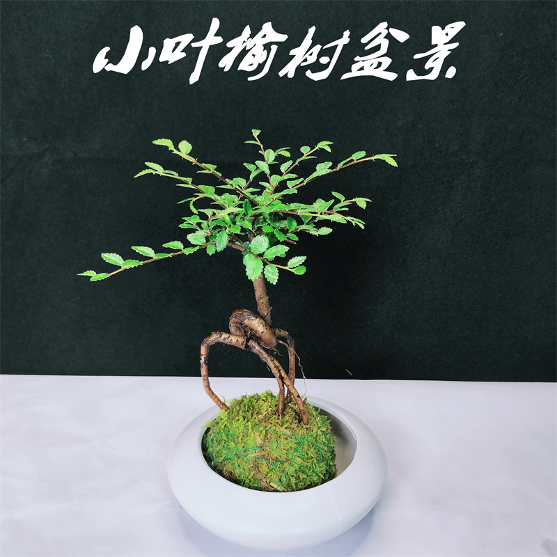 小叶榆树苔藓球盆景造型老桩盆栽室内提根微型小树桩绿植净化空气
