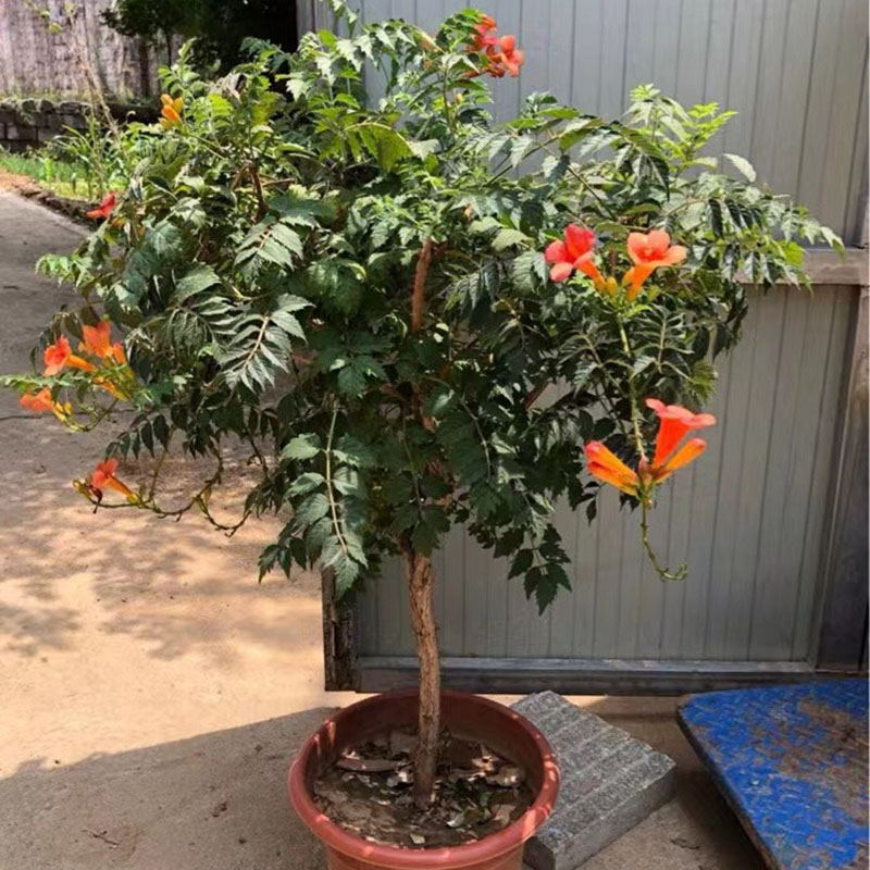 盆栽凌霄花大苗爬藤植物矮化带分枝耐寒耐热带盆带土球当年花