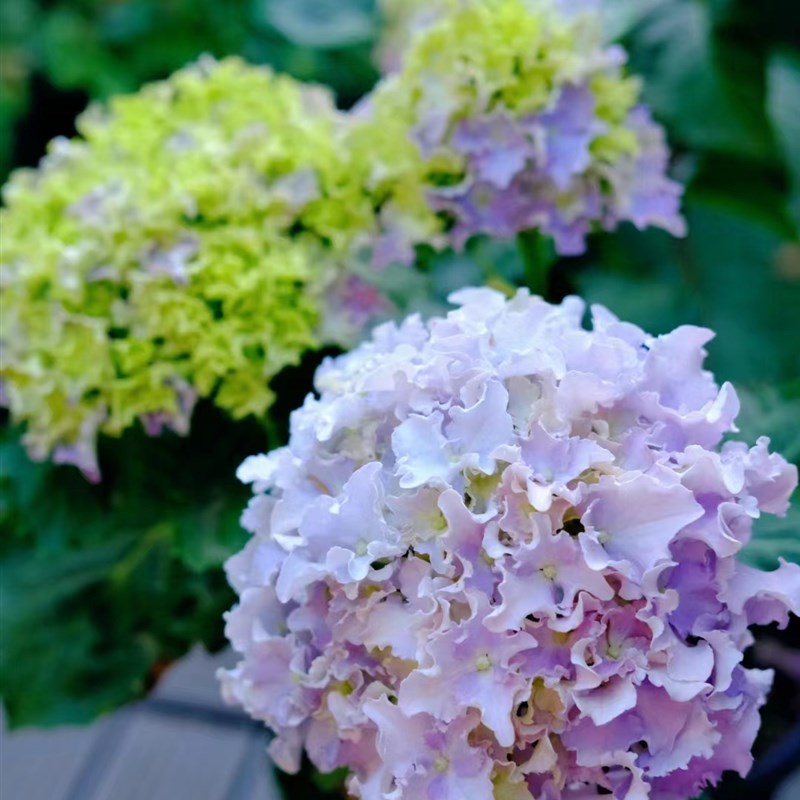 【超新品绣球一物一拍】玻璃心  完美主义慎拍