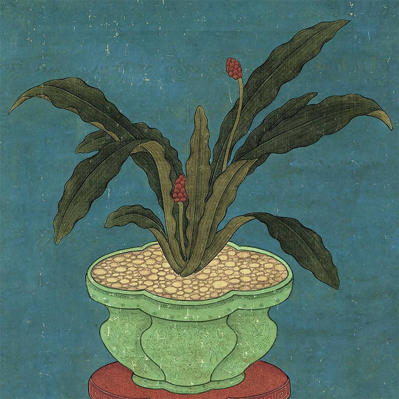 宋画万年青图古代花鸟画卷轴国画名画复制品仿古画装饰画中式挂画