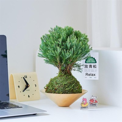 【放轻松】雾松苔藓球室内绿植好养盆栽办公室客厅桌面创意摆件