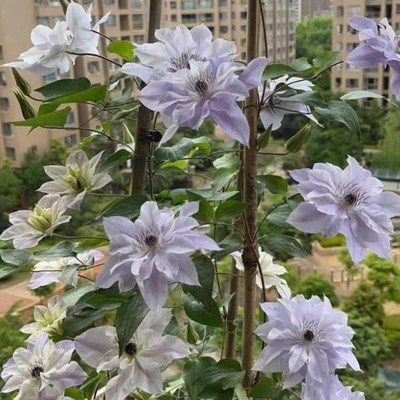 【花芬坊】倒影铁线莲盆栽爬藤植物小中大苗3类耐热大花藤本花卉