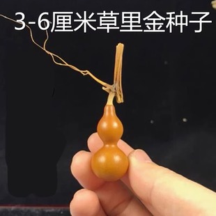 播种微型小葫芦籽特小美国铁包金葫芦种孑盆栽 手捻小葫芦种子四季