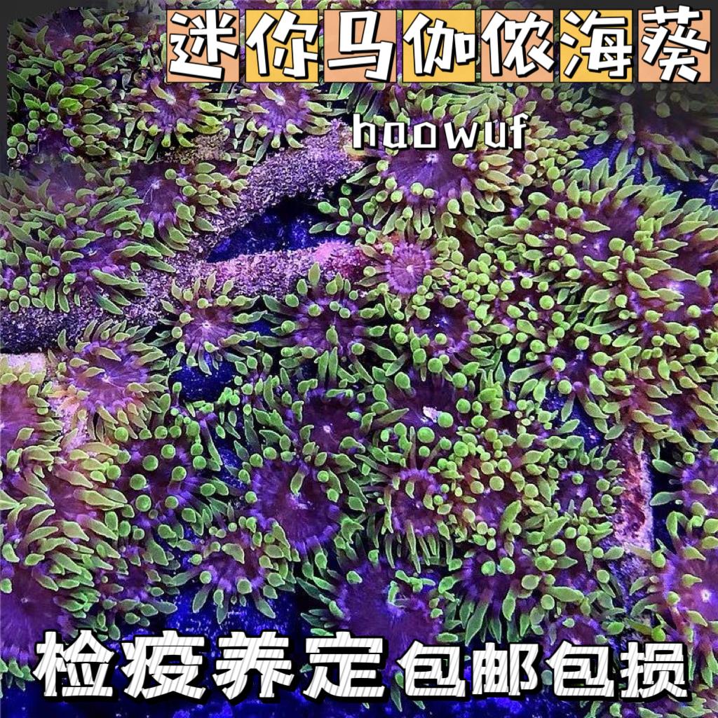 迷你马伽侬珊瑚萤光绿小丑鱼共生海葵地毯软体珊瑚海水生物海缸