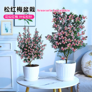 松红梅盆栽办公室内好养花卉耐寒绿植净化空气带花苞发货耐寒冬季