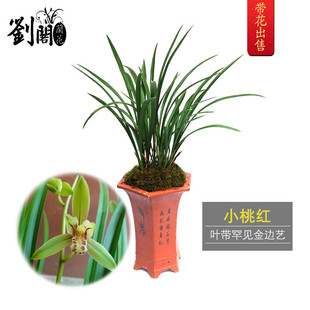 刘阁兰花 金边建兰四季兰花苗 小桃红 现带花苞出售好养花卉盆栽