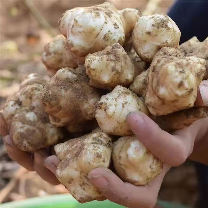 现挖现发新鲜白皮洋姜鬼子姜不辣姜新鲜不辣白皮洋姜农家自种