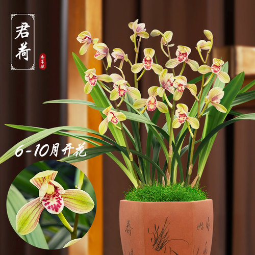 建兰正格荷瓣君荷浓香兰花带花苞办公桌阳台室内花卉绿植盆栽好养