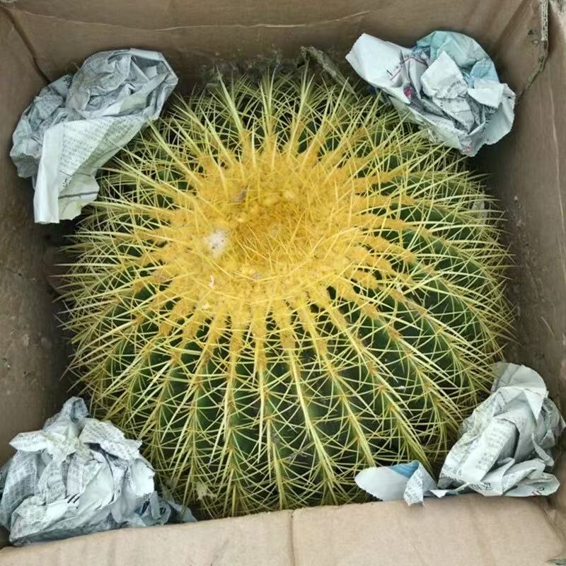 大号金虎仙人球盆栽桌面金冠仙人掌类室内金琥开花多肉植物办公室