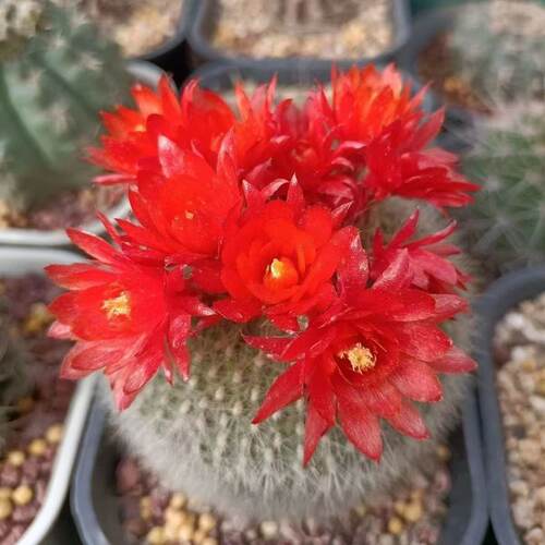 开花白雪光大颗开花四季桌面手多肉植物室内盆栽仙人球办公室绿植