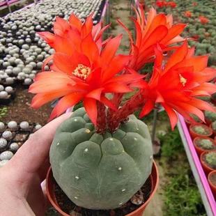 无刺奇仙玉仙人球稀有品种仙人掌类多肉植物室内阳台四季好养绿植