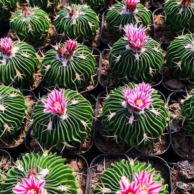 开花仙人球多棱玉稀有品种新品多肉植物办公室桌面盆栽防辐射室内