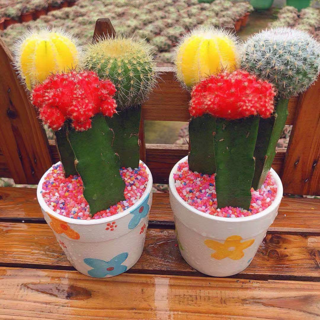 彩色仙人球吉祥三色球组合品种大开花多肉植物盆栽办公室桌面绿植