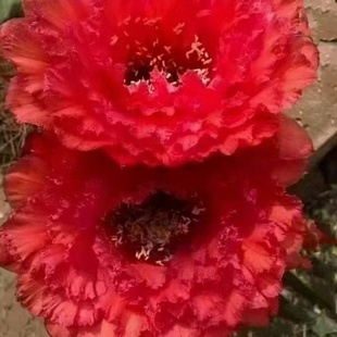 满堂红 毛花柱仙人球大花鲜开品种蕾丝花边皱瓣大花阳台