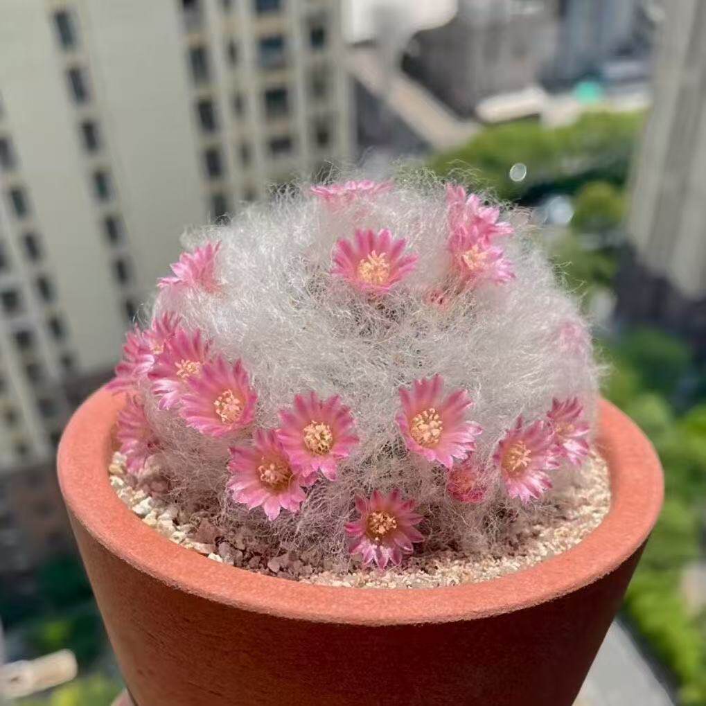 开花白云高砂白星高莎仙人球稀有品种多肉植物室内软毛芳香丸盆栽