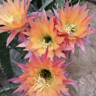 超级杏 毛花柱开大美花经典品种多肉植物耐旱仙人掌盆栽