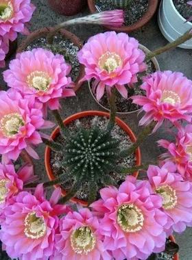 群生浓桃筋开大花彩草仙人球有小飞碟之称易群开室内阳台多肉植物