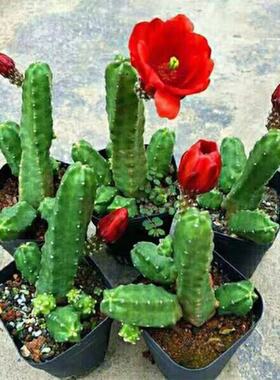 桃太郎无刺开花仙人掌科鹿角柱美花角盆栽仙人球阳台花卉绿植多肉