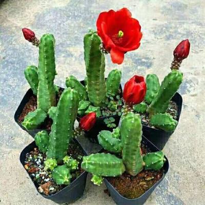 桃太郎无刺开花仙人掌科