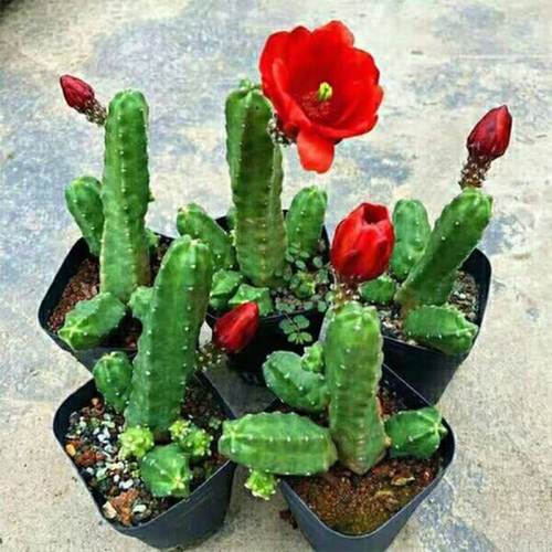 桃太郎无刺开花仙人掌科