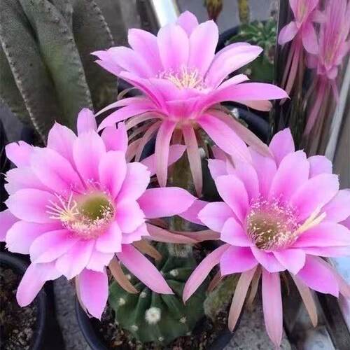 好养易活 懒人植物