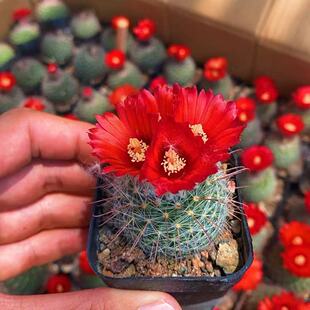 稀有丽花仙人球绯秀玉开花红色倒钩刺球新手易养绿植多肉植物盆栽