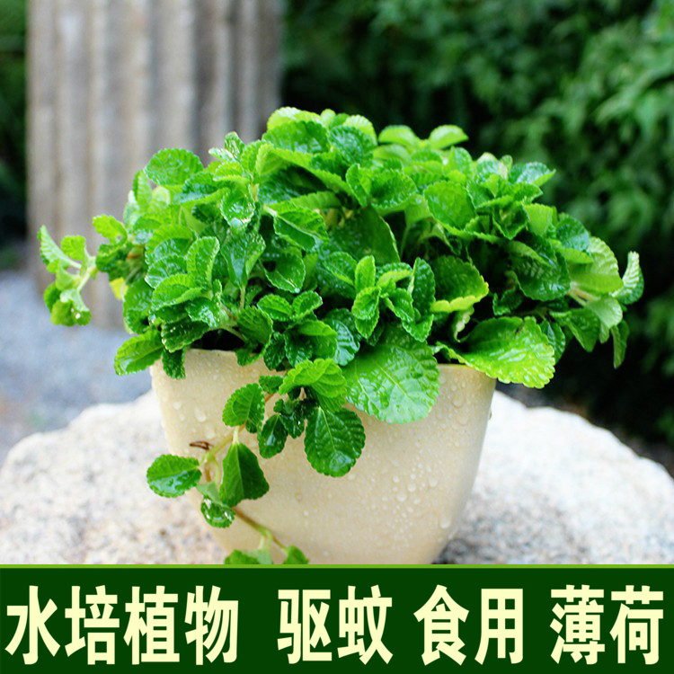 薄荷太陽花向日葵波斯菊種子四季易種水培植物銅錢草碗蓮套餐包郵