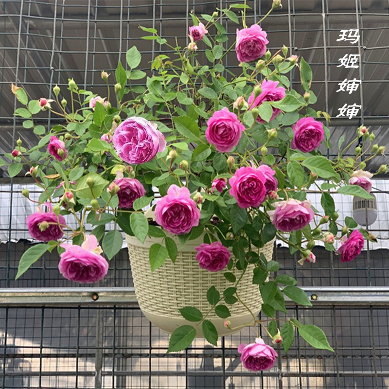 玛姬婶婶月季花苗盆栽 阳台庭院花卉植物 四季开花