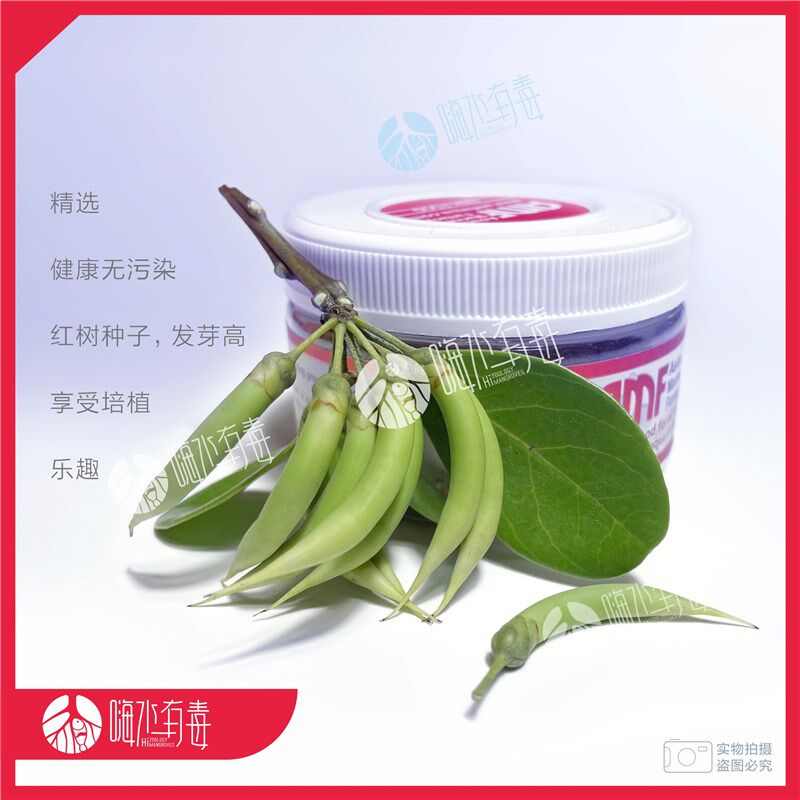 桐花树 红树苗 红树林 厚沙系统 海缸造景 海水植物 嗨水有毒