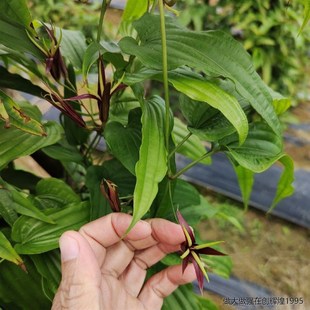 。薯 百部苗 九串根红种植苗百条根九重根苗新鲜天内