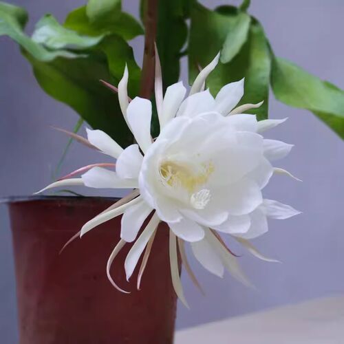昙花盆栽花苗室内阳台植物盆栽观花花卉绿植昙花一现易成活浓香