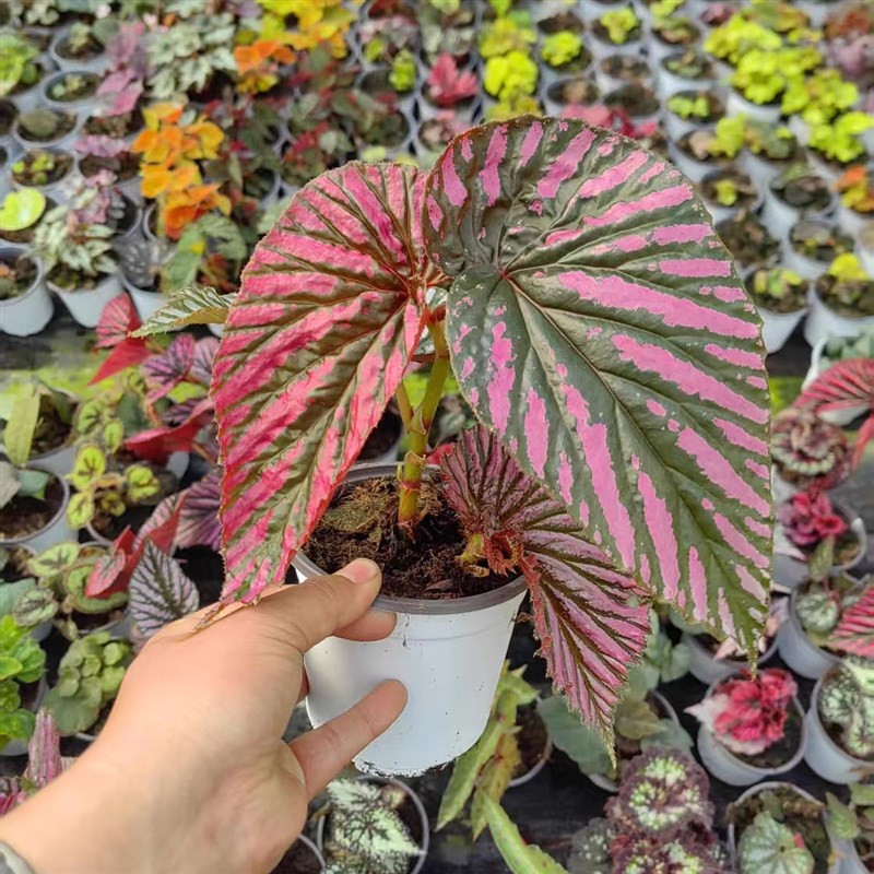 红纹秋海棠竹节类阳台室外室内客厅桌面绿植盆栽观叶赏花植物