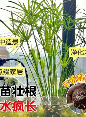 水培植物水竹风车草旱伞草鱼池塘造景净化水质小盆栽鱼缸龟缸绿植