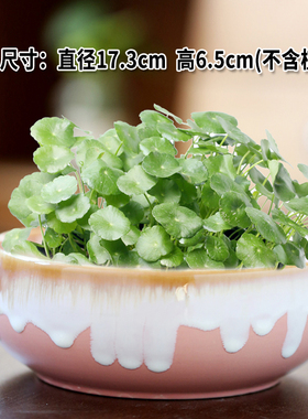 花盆陶瓷水仙铜钱草水培睡莲一叶莲碗莲金钱草水培专用盆缸无孔大