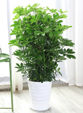 八方来财鸭脚木客厅大型绿植四季常青室内阳台桌面盆栽水培花卉