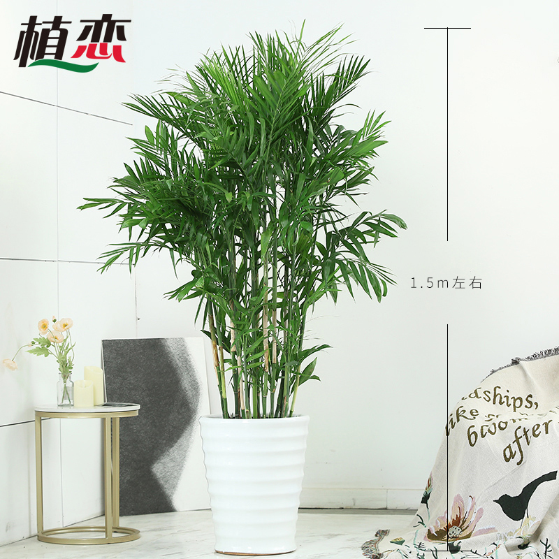 夏威夷竹子 凤尾竹大盆栽盆景花卉植物室内客厅 全国配送速递