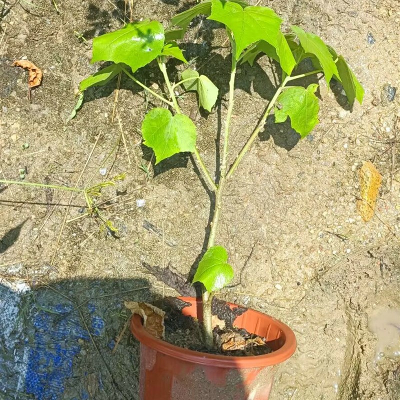 阳台庭院木本观花花卉盆栽 变色千瓣木芙蓉花 花瓣重重叠叠多层